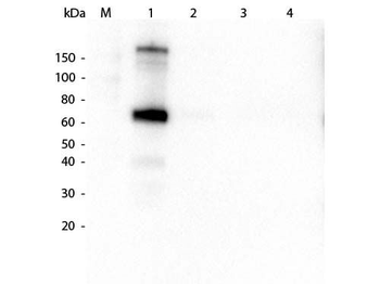 Monkey IgM (mu chain) Antibody