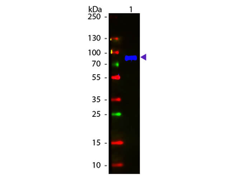 Monkey IgM (mu chain) Antibody Fluorescein Conjugated