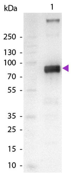 Monkey IgM (mu chain) Antibody Alkaline Phosphatase Conjugated