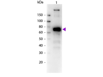 Monkey IgM (mu chain) Antibody Biotin Conjugated