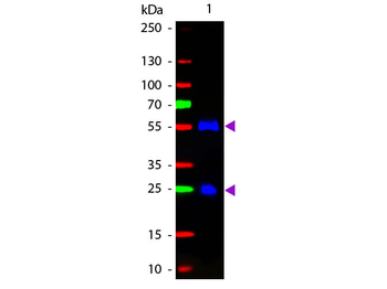 F(ab')2 Goat IgG (H&L) Antibody Fluorescein Conjugated Pre-Adsorbed