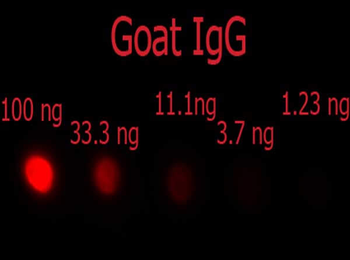 F(ab')2 Goat IgG (H&L) Antibody Phycoerythrin Conjugated Pre-Adsorbed