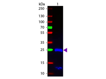 F(ab')2 Human IgG F(ab')2 Antibody Fluorescein Conjugated Pre-Adsorbed
