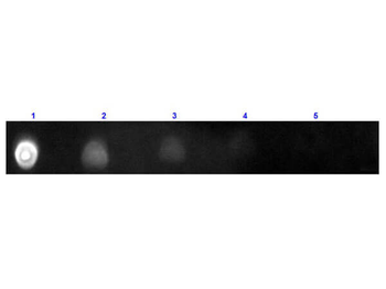 F(ab')2 Human IgG (H&L) Antibody Texas Red Conjugated Pre-Adsorbed