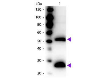 F(ab')2 Mouse IgG (H&L) Antibody Peroxidase Conjugated