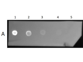 F(ab')2 Mouse IgG (H&L) Antibody Texas Red Conjugated