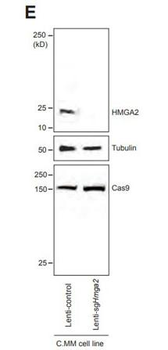 F(ab')2 Mouse IgG (H&L) Antibody Peroxidase Conjugated Pre-Adsorbed
