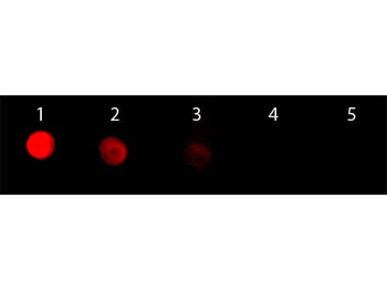 F(ab')2 Rabbit IgG (H&L) Antibody Rhodamine Conjugated