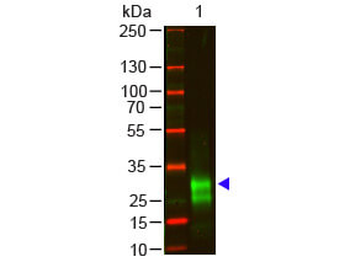F(ab')2 Rabbit IgG F(ab')2 Antibody Pre-Adsorbed