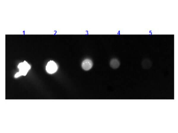 F(ab')2 Rabbit IgG Fc Antibody Fluorescein Conjugated