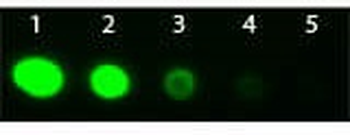F(ab')2 Rabbit IgG (H&L) Antibody Fluorescein Conjugated Pre-Adsorbed
