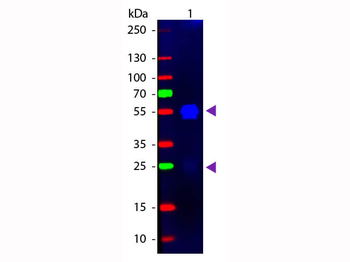 F(ab')2 Rabbit IgG (H&L) Antibody Fluorescein Conjugated Pre-Adsorbed