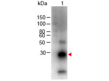 F(ab')2 Rabbit IgG Fc Antibody Biotin Conjugated