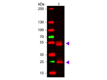 F(ab')2 Rat IgG (H&L) Antibody Pre-Adsorbed