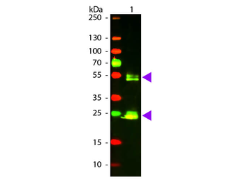 F(ab')2 Rat IgG (H&L) Antibody Texas Red Conjugated