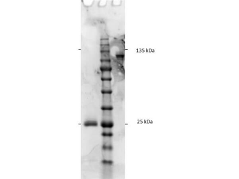 F(ab')2 Rat IgG Fc Antibody Pre-Adsorbed