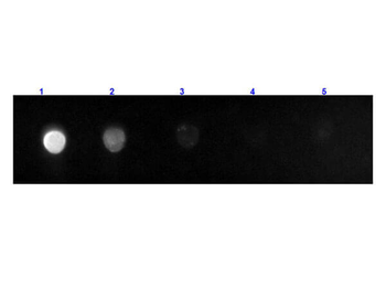 F(ab')2 Rat IgG Fc Antibody Fluorescein Conjugated Pre-Adsorbed
