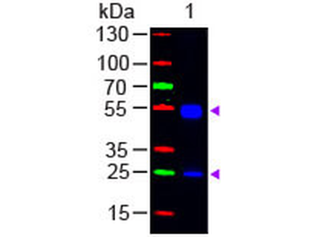 F(ab')2 Rat IgG (H&L) Antibody Fluorescein Conjugated Pre-Adsorbed