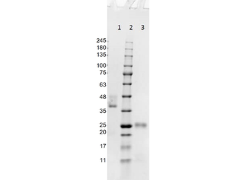 Fab Mouse IgG (H&L) Antibody