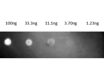 Fab Mouse IgG (H&L) Antibody Texas Red Conjugated