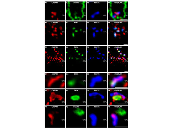 Fab Mouse IgG (H&L) Antibody