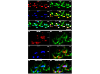 Fab Mouse IgG (H&L) Antibody