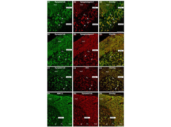 Fab Mouse IgG (H&L) Antibody
