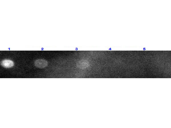 Fab Rabbit IgG (H&L) Antibody Rhodamine Conjugated