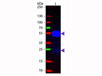 Fab Rabbit IgG (H&L) Antibody Fluorescein Conjugated