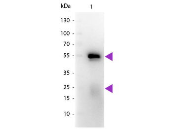 Fab Rabbit IgG (H&L) Antibody Peroxidase Conjugated