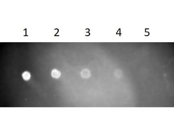 Fab Rat IgG (H&L) Antibody Texas Red Conjugated