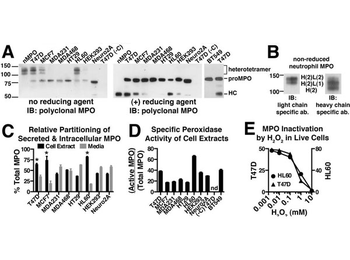 Blotto Immunoanalytical Grade (Non-Fat Dry Milk)