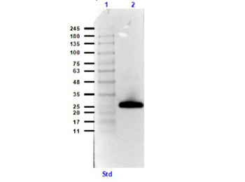 Streptavidin Peroxidase Conjugated