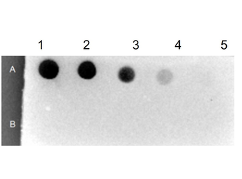 Streptavidin Peroxidase Conjugated