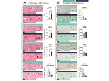 Streptavidin Peroxidase Conjugated