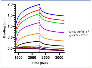 Hemoglobin beta S Antibody