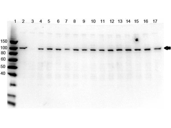 PARP1 (N-term ZF1) Antibody