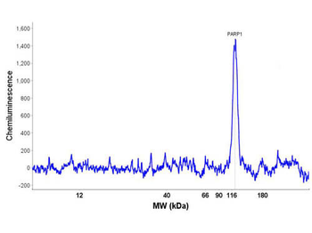 PARP1 (N-term ZF1) Antibody