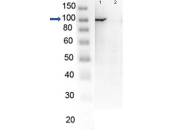 PARP1 (N-term ZF1) Antibody