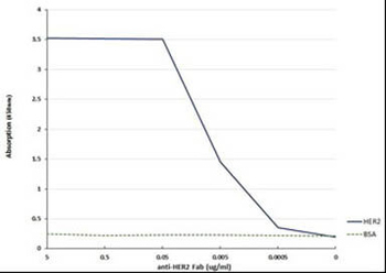 Recombinant HER2 Fab Antibody