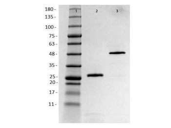 Recombinant HER2 Fab Antibody