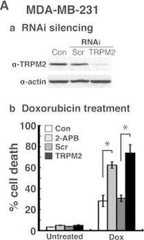 Beta Actin Antibody