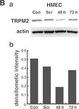 Beta Actin Antibody