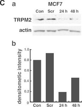 Beta Actin Antibody