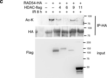 Lysine Acetylated Antibody
