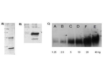 Lysine Acetylated Antibody