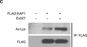 Lysine Acetylated Antibody
