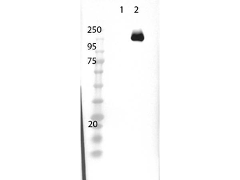 Cas 9 Antibody