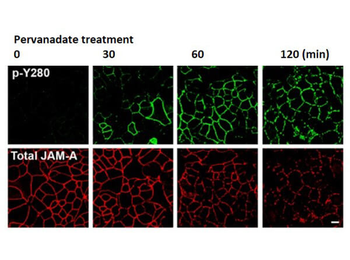 JAM A phospho Y280 Antibody