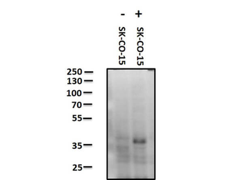 JAM A phospho Y280 Antibody